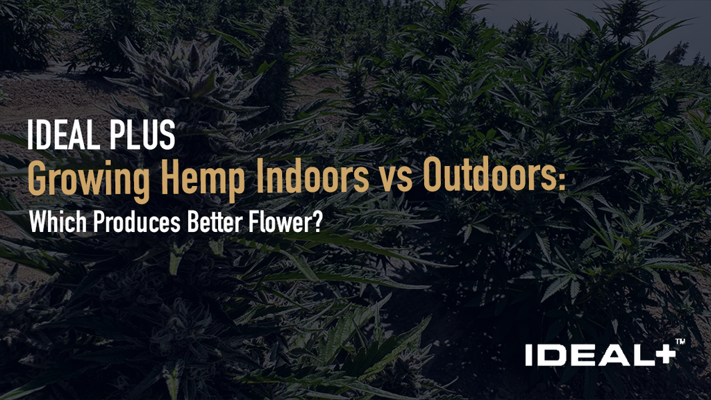Growing hemp indoors vs outdoors: compare trichome density, terpenes, cost, and yield to learn which method produces better THCa flower and how to spot it.