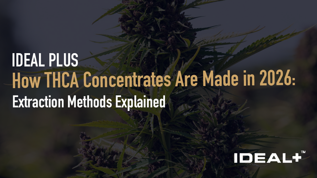 Discover how THCA concentrates are made in 2026 — from BHO and CO2 extraction to live rosin and diamond mining.