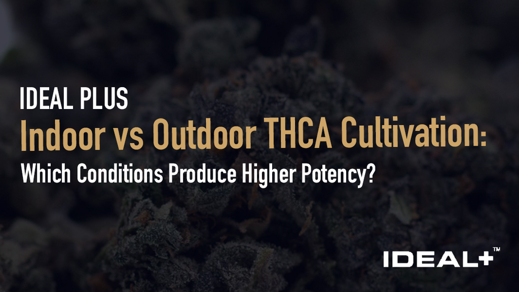 Indoor vs Outdoor THCA Cultivation