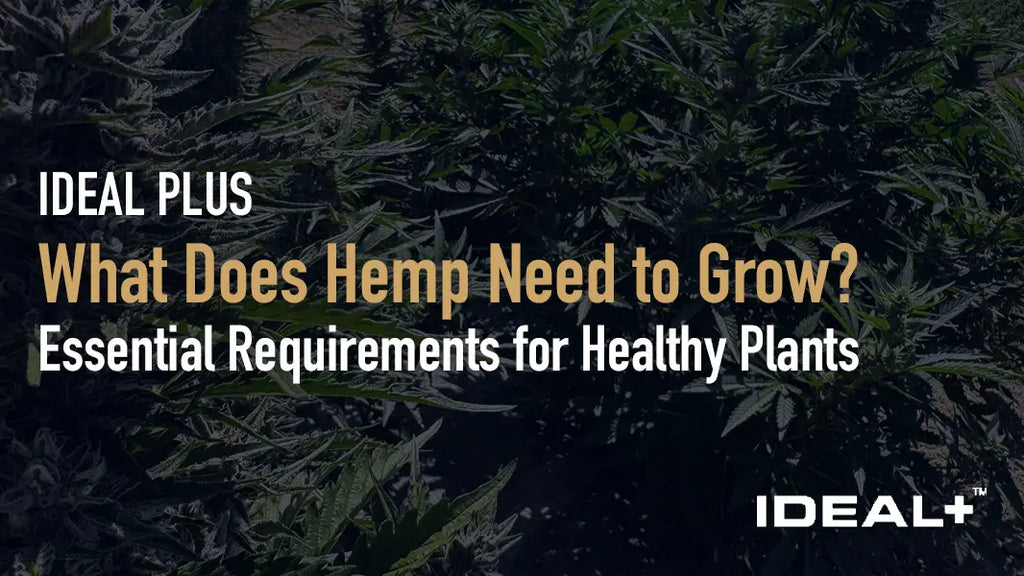 What Does Hemp Need to Grow?