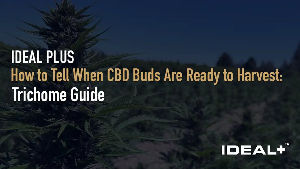How to Tell When CBD Buds Are Ready to Harvest: Trichome Guide