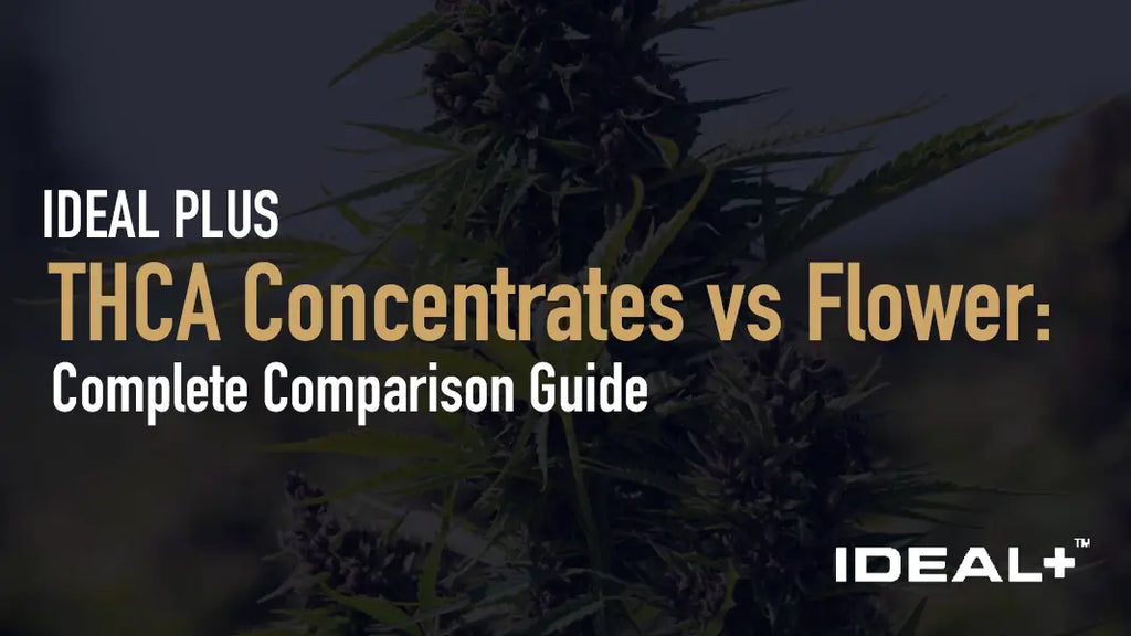 THCA Concentrates vs Flower