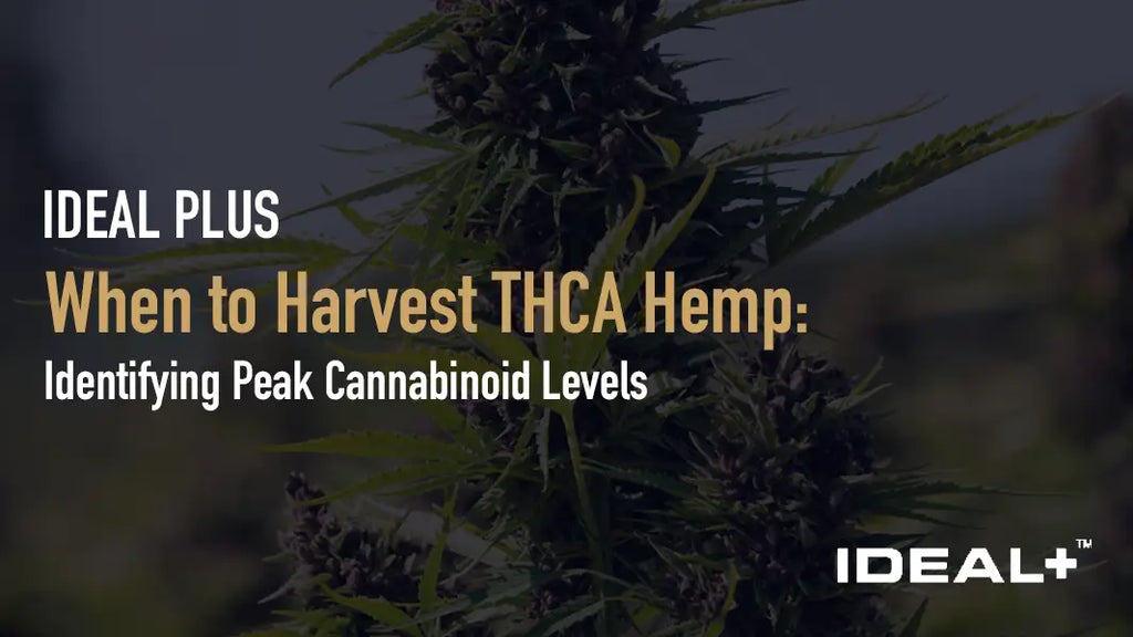 When to Harvest THCA Hemp