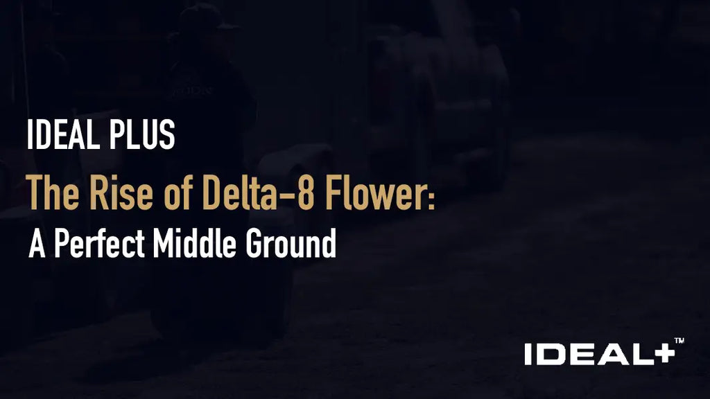 The Rise of Delta-8 Flower: A Perfect Middle Ground