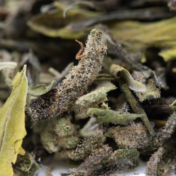 Green tea leaves in After Dark #2 Greenhouse THCa hemp flower trim