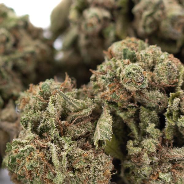 Premium Green and Purple Candy Pave THCa Hemp Flower with Trichomes