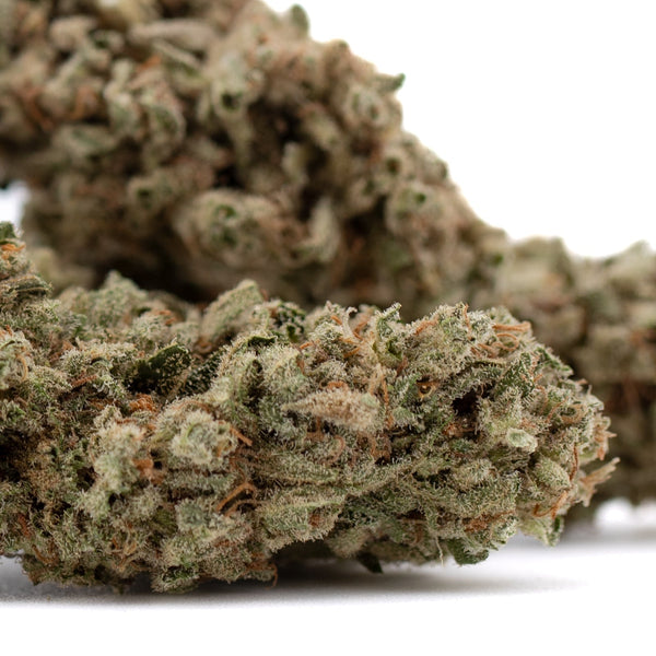 Fog Dog THCa Flower Cotton Candy bud with green purple hues and trichomes