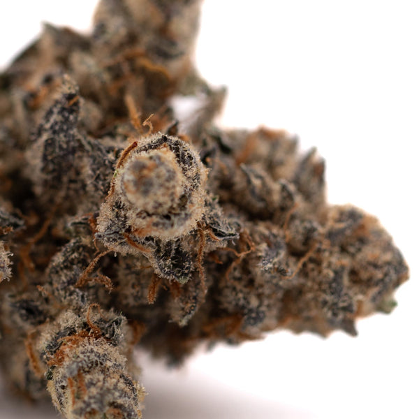 Close-up of Giggle Gas THCA Flower hemp flower with trichomes, green, purple, and orange pistils