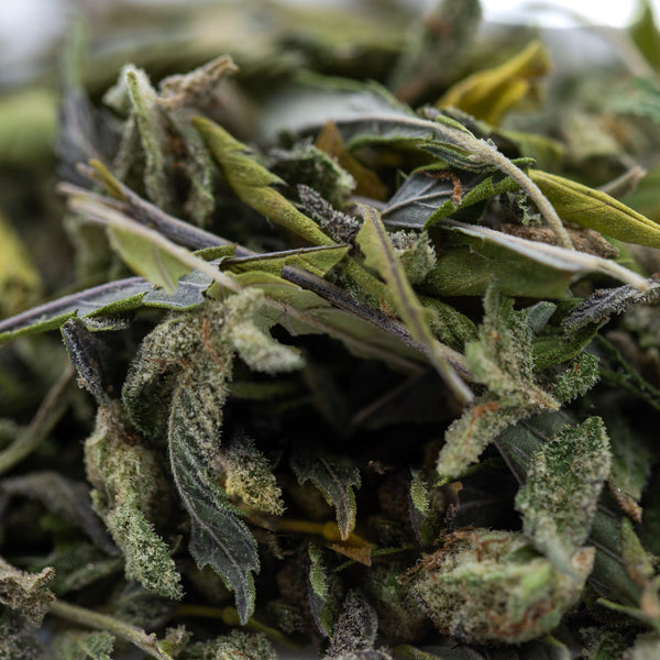 Nectarine Jelly Greenhouse THCa Hemp Flower Trim in Clear Jar