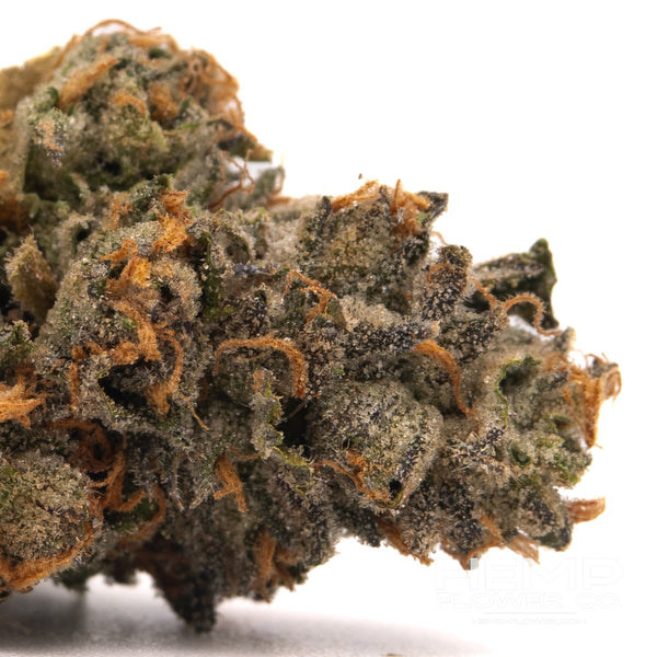 Dense Rose Gold Runtz hemp flower bud with vibrant orange hairs and trichomes