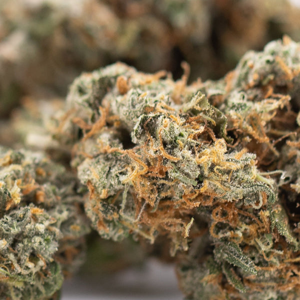 Premium Thai OG Indoor THCa Flower: Green orange bud with trichomes, powerful head rush